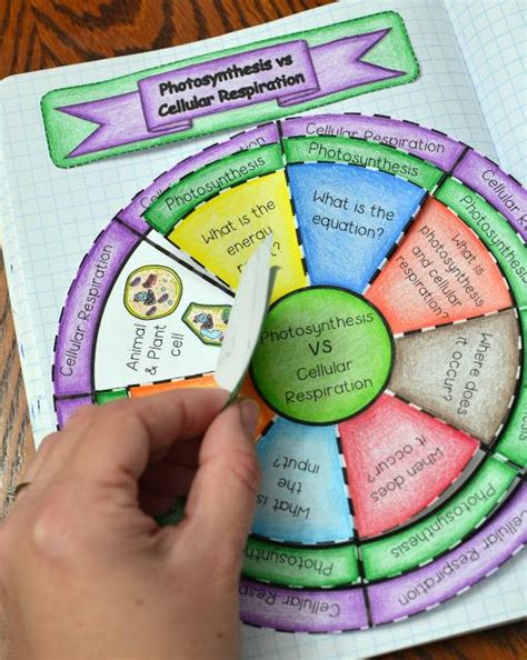 Depending on the type of the animal cell in question, some cellular components listed below may not be found in every animal cell. Math in Demand | Photosynthesis, Cellular respiration ...