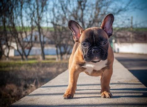 French bulldog personality traits and temperaments french. French Bulldog Personality And Temperament in 2020 ...