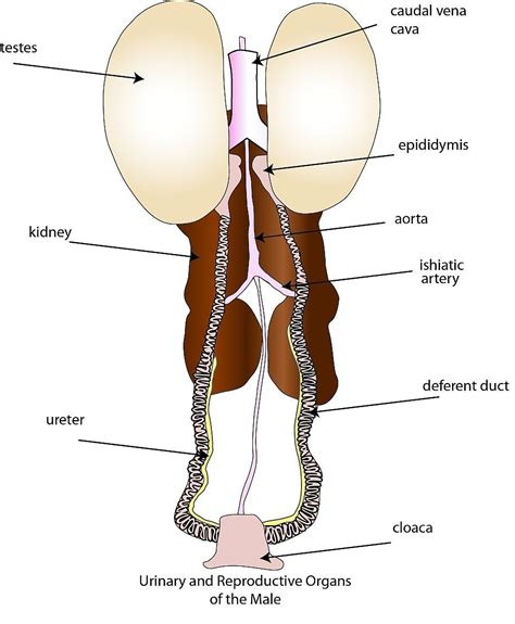 As in the male, female reproduction is under the control of hormonal and nervous regulation. Pin on human figure drawing & anatomy reference