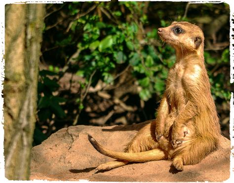 Derzeit 190 freie mietwohnungen in ganz neunkirchen/saar. Zoo Neunkirchen (Saar) - Erdmännchen | "Männlein oder ...