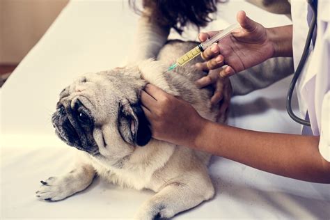 Estar atento aos vencimentos das vacinas de. Qual a importância da vacinação para o pet? - Carinho de Bicho