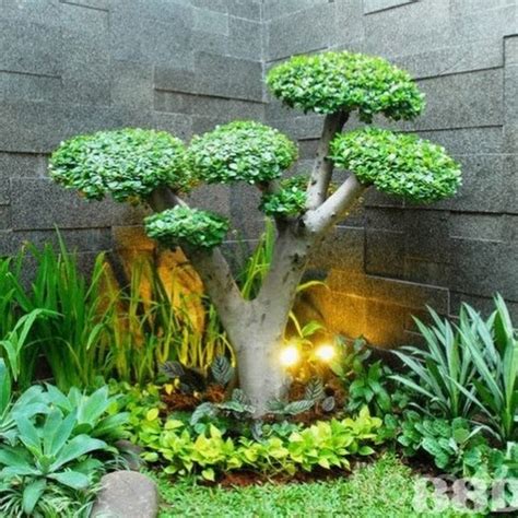 Tanaman hias tak hanya mempercantik interior maupun eksterior rumah. pohn bonsay beringin korea | tukang taman | tukang rumput ...