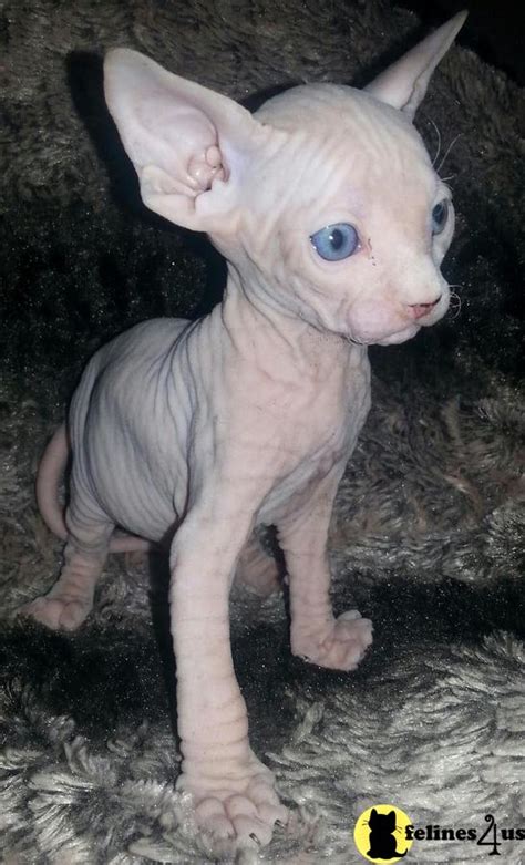 Sphynx Kitten for Sale: Akc Reg Sphynx kittens for ...