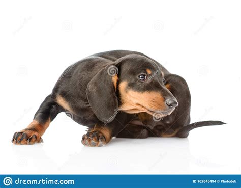 Dog ear scratching from aural masses. Dachshund Puppy Scratching. Isolated On White Background ...