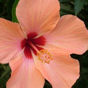 Il mercato abusivo dei datteri di mare ha distrutto metà dell'ecosistema marino intorno ai faraglioni di capri: Fiori commestibili: quali sono, dove trovarli e come ...