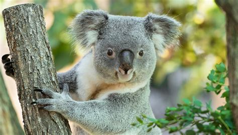 Unicredit bank austria ag (115 m), bawag p.s.k. Erster Koala-Nachwuchs im Tiergarten Schönbrunn | Hietzing