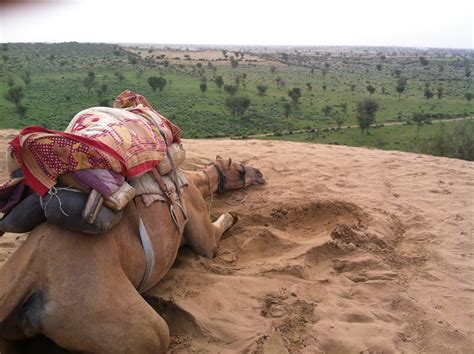 This guy is a genius! Insights in India: Once upon a time in Bikaner