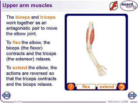 In some conditions the shoulder, becomes inflamed and stiff. Medical terms of the muscular system © Boardworks