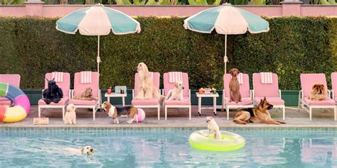 Popular careers with beverly hills hotel job seekers. Gray Malin's New Photography Collection Features Dogs ...
