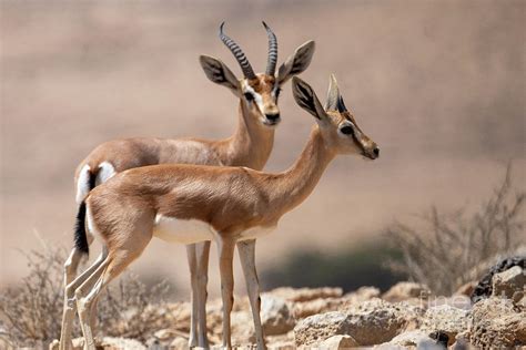 dorcas gazelle Gazella dorcas k6 Photograph by Eyal Bartov
