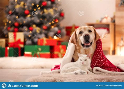 Maybe you would like to learn more about one of these? 1,642 Christmas Cat Dog Photos - Free & Royalty-Free Stock ...