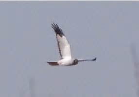 Der vogel hält sich klar mehr ausserhalb des waldes auf als angenommen. Das Vehnemoor - ein Jahresrückblick 2009 | vehnemoor.de