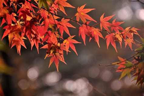 Musim autumn antara bulan september hingga november. Tempat-tempat menarik untuk menikmati pemandangan musim ...