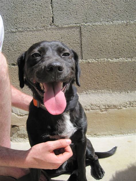 Em/em, em/e, em/e, e/e, e/e (why not e/e? Penny and Black Jack are adopted - Dog Rescue Carcassonne