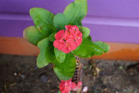 Fungsi bunga euphorbia ini digunakan sebagai tanaman hias di sekitar pekarangan kita kadang juga di taruh di dalam pot yang di. Gambar Bunga Euphorbia - Gambar Ngetrend dan VIRAL