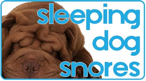 Stockholm lawyer rebecka martinsson returns to her hometown in kiruna when the local priest, her childhood friend, passes away. Dog Snores to Lullaby Music - YouTube
