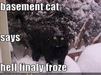 I thinks i iz becoming a pack aminal, like the hoomanz. Basement Cat: Image Gallery | Know Your Meme