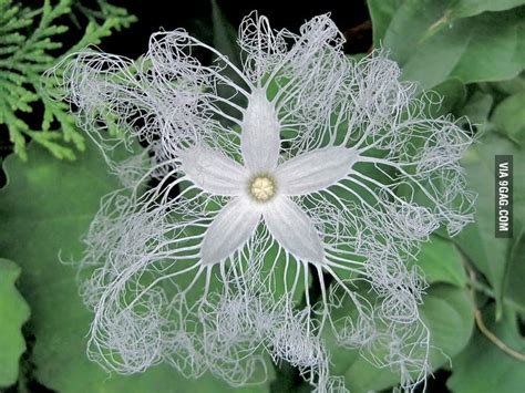 Search 123rf with an image instead of text. The Snake Gourd Flower - 9GAG