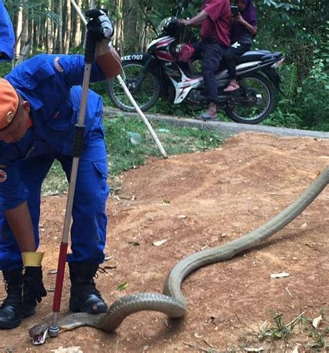 Ia mampu mencapai panjang sehingga 5.58 meter. Warga emas hampir pitam terserempak ular tedung selar ...