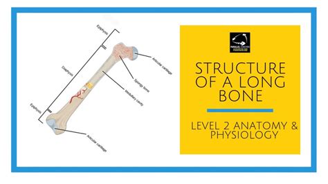 Compact bone, dense bone in which the bony matrix is solidly filled with organic ground substance and inorganic salts, leaving only tiny spaces that the osteon units of bone are made up of haversian canals (hc) and volkmann canals (vc), which run perpendicular to the long axes of osteons and. Long Bone Diagram Labeled Compact Bone - Bone Histology ...