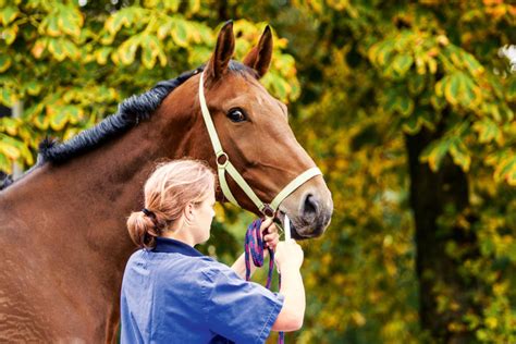 New indications for topical ivermectin 1% cream: Sinnvolle Entwurmung: Die richtige Wurmkur fürs Pferd