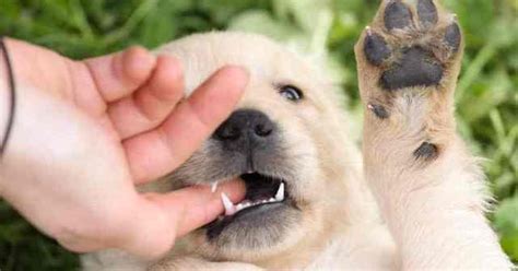 Check out these different mixed breed goldens that will absolutely melt your heart! How To Stop Your Golden Retriever Puppy From Biting & Nipping