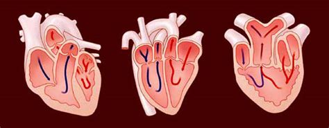 Of the vertebrates, or animals with a backbone, fish have the simplest type of heart and is considered the next step in the evolutionary chain. Bony Fish Heart Chambers