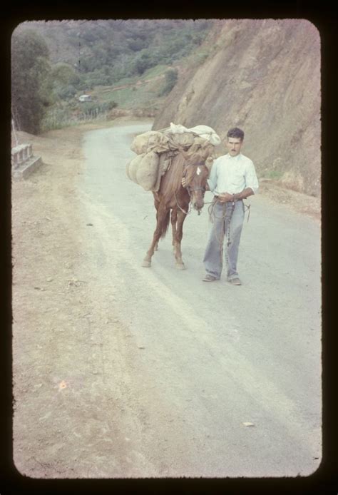 How to use camel in a sentence. Pin on Old Puerto Rico