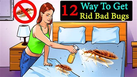 Learn how to spot bed bugs and what you can do to get rid of them before they spread throughout your home. Pin on Bugs