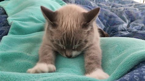 Typically a cat kneads—or makes biscuits, as some folks call it—into soft surfaces like pillows, beds and rugs. CAT COMPILATION - Cats Making Biscuits - Part 1 - YouTube