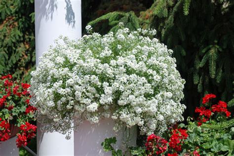 45 fiori bianchi che amerai per sempre. GIARDINI