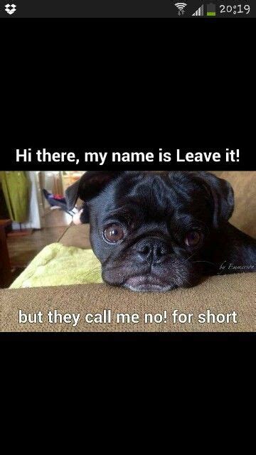 For example, the sign might read i dug a hole in the carpet. Naughty pugs | Funny dog memes, Dog memes, Cute animals
