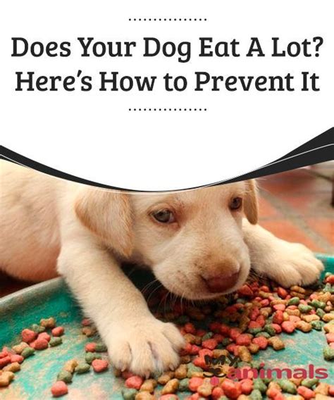 If your on a tight schedule and always busy then making your own dog food is not something you will want to try. Does Your Dog Eat A Lot? Here's How to Prevent It | Dog ...