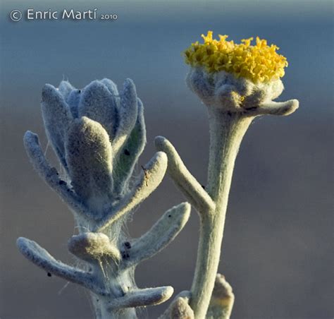 Interestingly otanthus maritimus, another plant from the anthemidae family, yields the thiophene derivatives(17) and (18) (bohlmann, zdero and suwita loc.cit.). Asteraceae: Otanthus maritimus - Flores Silvestres del ...