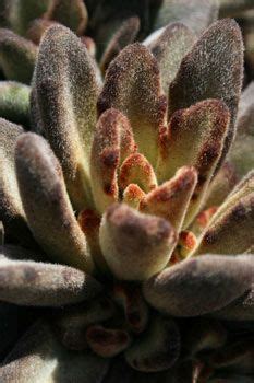 They are grown as stand alone plants or in dish gardens of mixed succulents. Kalanchoe tomentosa 'Chocolate Soldier' | Planting ...