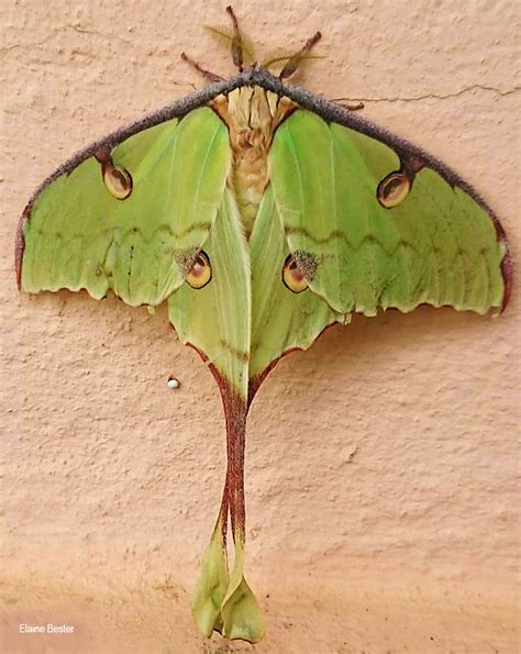 Similar in appearance to the giant madagascan moon moth (argema mittrei), but smaller, this moth can be found widely in eastern africa and more locally in southern africa, including near the east coast of south africa. Argema mimosae