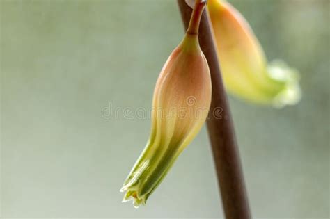 I loro petali squisiti e delicatamente venati possono colore del fiore: Foto Macro Di Un Fiore A Forma Di Campana Giallo-arancione Fotografia Stock - Immagine di ...