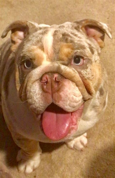 For english bulldog females:oliviajackieruthrubyaudreyaubreyfor english bulldog males previously viewed. Adult Bulldogs - Planet Merle English Bulldogs - Home of ...