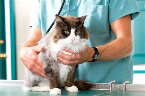 Follow your veterinarian's advice in terms of prescription medication and additional therapies but know that there will be some dietary management involved as well. Are Sardines Good For Cats With Kidney Disease