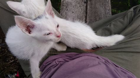 Anak kucing anggora termasuk kucing lucu dan menggemaskan. Anak Kucing Putih Sukanya Dipangkuan - YouTube