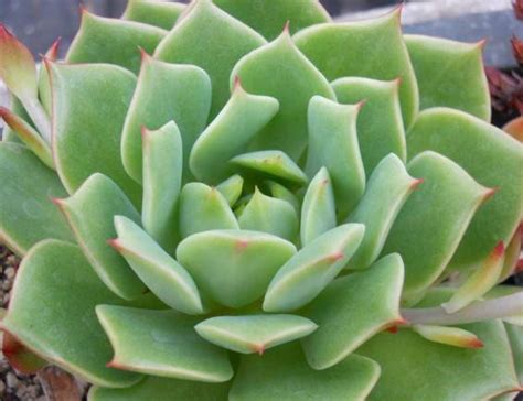 How succulents can change color or even are red succulents really real? Succulent Types - Succulent of the Month Club Subscription