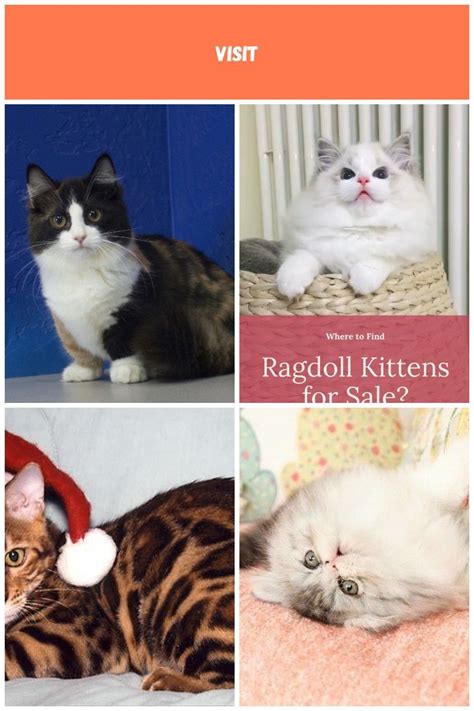 Ragdoll Kittens for Sale Near Me (With images) | Ragdoll ...
