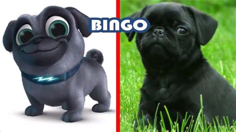 Watch great live streams, enjoy live game streaming, live chat with people worldwide, go live to be a social media influencer.all in bigo live! PUPPY DOG PALS 🐶🐶 IN REAL LIFE 2019 / BINGO AND ROLLY ...