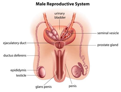 The epididymis is a long, coiled tube that rests on the backside of each testicle. Reproductive Organs Of A Man: Know More About Male Anatomy