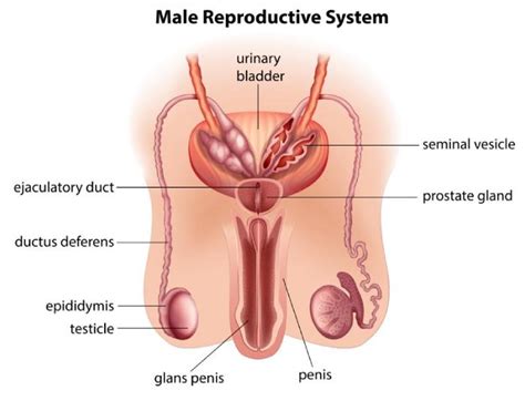 This is the loose bag of the testes start developing inside the body cavity in a growing baby (fetus). Reproductive Organs Of A Man: Know More About Male Anatomy