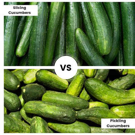Fruit are the way plants disseminate their seeds. What is the best type of cucumber for making brined ...