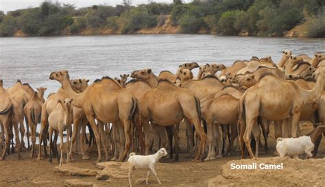 Most camels tower above humans. Camel Camps, Fresh camel Milk Outside Mogadishu | Visit ...