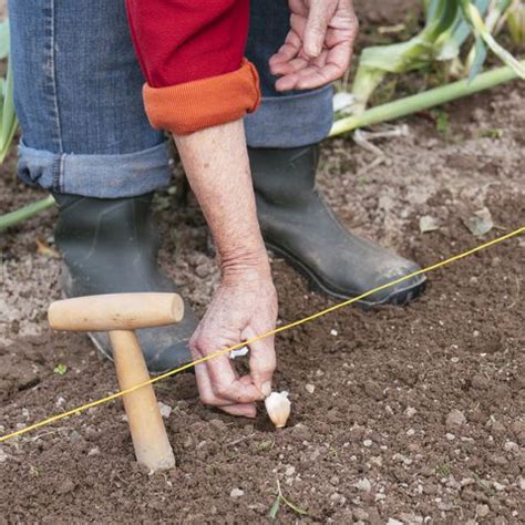 Leeks have shallow root systems and need plentiful watering. How to grow garlic - garlic growing tips