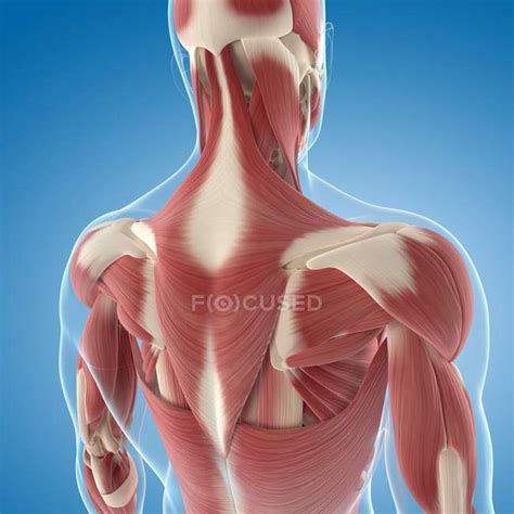 They originate from the vertebrae and insert into the scapulae. Upper Back Anatomy : Posterior Anatomy Upper Back Diagram ...