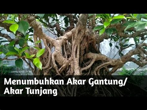 Hanyasedikit daripada tumbuhan tutup bumi yang mempunyai akar tunjang. Tips Menumbuhkan Akar Gantung / Akar Tunjang Beringin dan ...